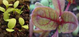 Plantules de bettes &agrave; cardes